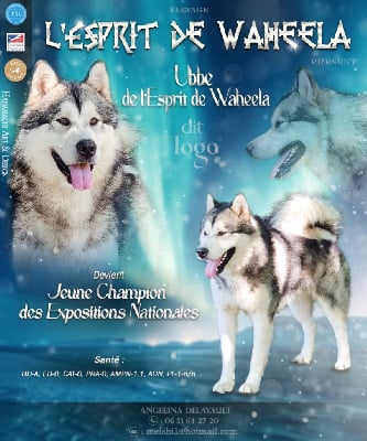 Étalon Alaskan Malamute - CH. Ubbe De L'Esprit De Waheela