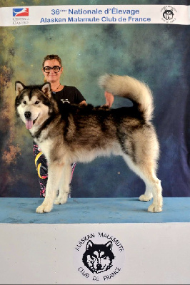 Étalon Alaskan Malamute - Uri floky De L'Esprit De Waheela