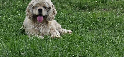 Sakura de l ecrin des précieuses