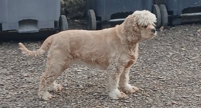 Étalon American Cocker Spaniel - Sashimi de l ecrin des précieuses
