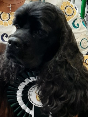 Étalon American Cocker Spaniel - Malibu de l ecrin des précieuses