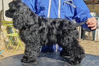 Étalon American Cocker Spaniel - Anubis Du Trio Des Malous