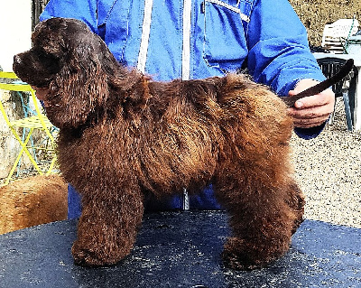 Étalon American Cocker Spaniel - Asais-cocktail Du Trio Des Malous