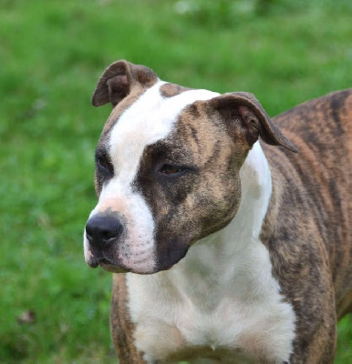 Étalon American Staffordshire Terrier - Dreams Maker's U catch my soul