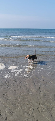 Étalon Basset Artesien Normand - Vaillante Des terres du doux lieu