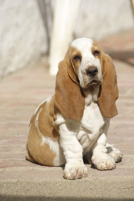 Étalon Basset Hound - Alpage Des Contrées Alpines