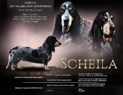 Étalon Basset bleu de Gascogne - Scheila des vallées longeronnaises