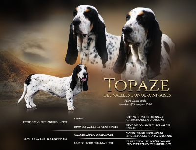 Étalon Basset bleu de Gascogne - Topaze des vallées longeronnaises