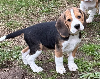 Étalon Beagle - Anis Des Veneurs Du Mazaureix