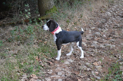 Étalon Beagle - Voyou (Sans Affixe)