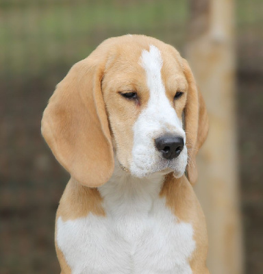 Étalon Beagle - Armonica Des Chasseurs Du Temps