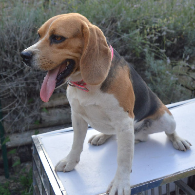 Étalon Beagle - Saphir Du Petit Faubourg