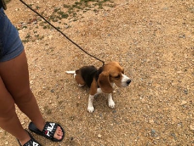 Étalon Beagle - Sultane de l'antre des jacks