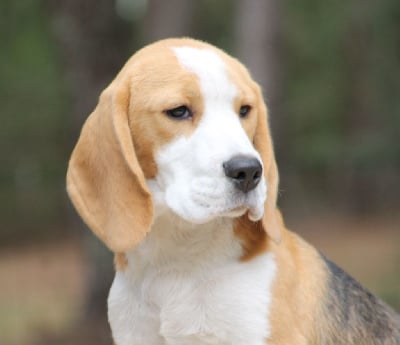 Étalon Beagle - Aubois Des Chasseurs Du Temps