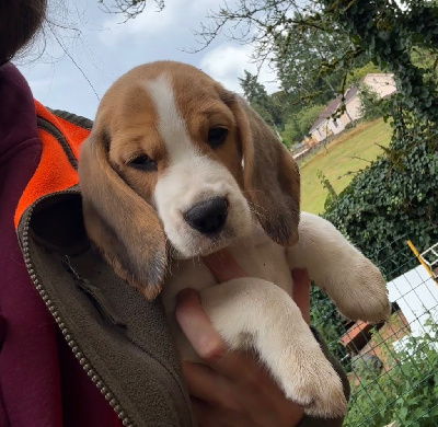 Étalon Beagle - Automne Des Veneurs Du Mazaureix