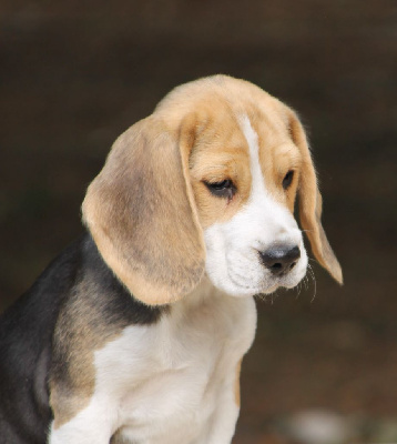 Étalon Beagle - Amazone Des Chasseurs Du Temps