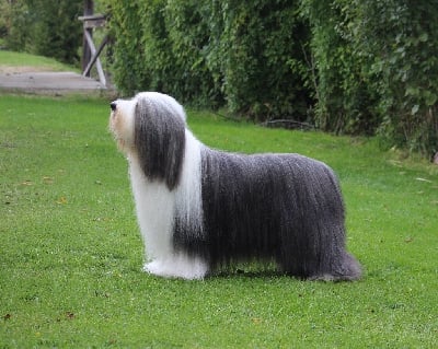 Étalon Bearded Collie - CH. corimist The sun king