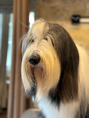 Étalon Bearded Collie - Tokyo Pillywiggins