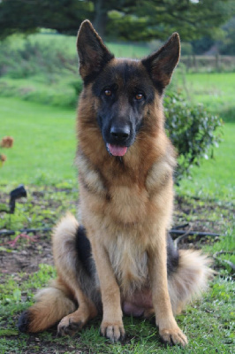 Étalon Berger Allemand - Umtitie de la Légende d'Asgot 