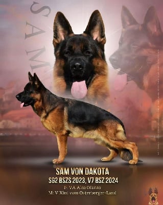 CH. Sam vom dakota