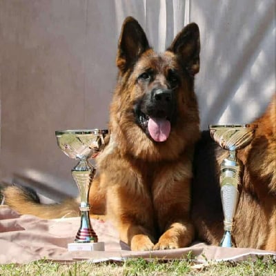 Étalon Berger Allemand - Ulala del vento veneto