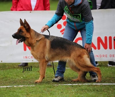 Étalon Berger Allemand - Theia Du Buisson Chardin