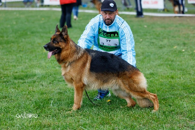 Étalon Berger Allemand - Te quiero Du Clos D'azieu
