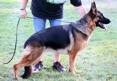 Étalon Berger Allemand - Sybelle von pallas athene