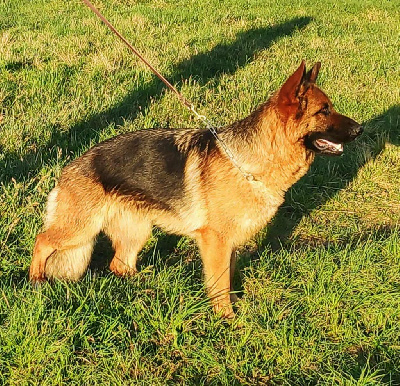 Étalon Berger Allemand - Uténa Des Seigneurs Du Clain