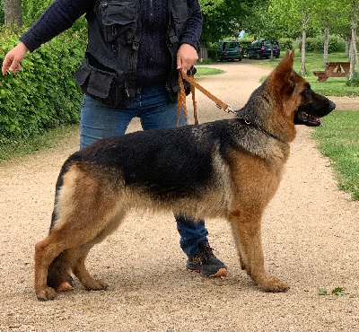 Étalon Berger Allemand - Vanquish du Vent de Traverse
