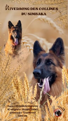Étalon Berger Allemand Poil Long - River song Des Collines Du Simbaka