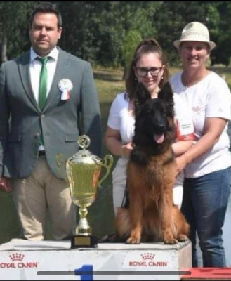 Étalon Berger Allemand Poil Long - Utopia De L'Etoile Chanceuse