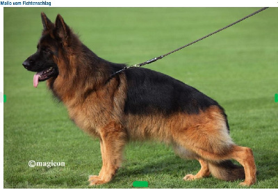 CH. Mailo Vom fichtenschlag