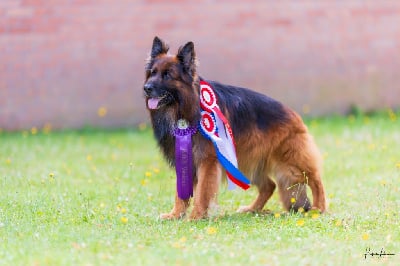 Étalon Berger Allemand Poil Long - CH. Nanook du domaine de sanctae crucis