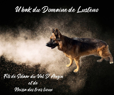 Étalon Berger Allemand Poil Long - Ubak domaine de lusteno