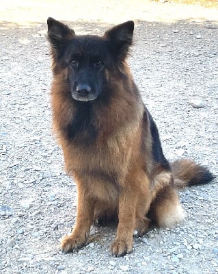 Étalon Berger Allemand Poil Long - Tatanka Du Val Des Grands Sacres