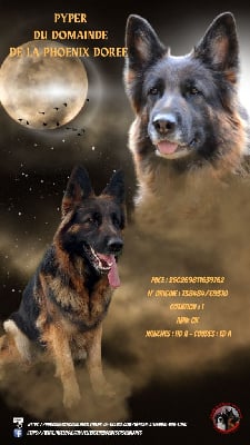 Étalon Berger Allemand Poil Long - Pyper du Domaine de la Phoenix Doree