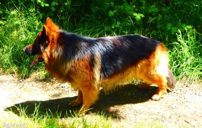 Étalon Berger Allemand Poil Long - Tyler Of Breizh Shepherd