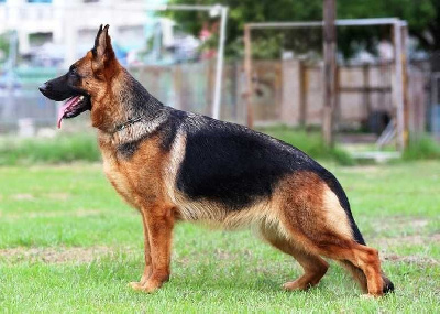 Étalon Berger Allemand - Tracy von der hera des landes