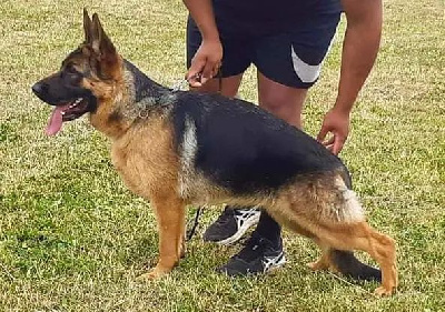 Étalon Berger Allemand - Tina du Lamentin