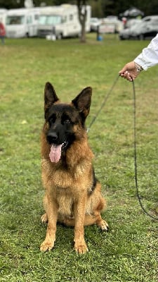 Étalon Berger Allemand - Texas de la vallée des crocs blancs