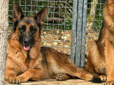 Étalon Berger Allemand - Uxane Des Seigneurs Du Clain