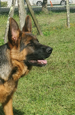 Étalon Berger Allemand - Vaiana des Champs Brûlés