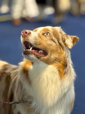 Étalon Berger Australien - Vaiana l exploratrice De La Légende De Lorelei