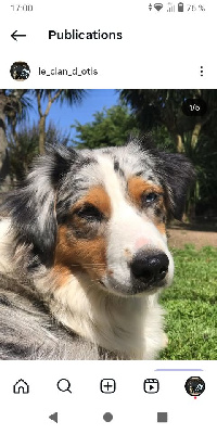 Étalon Berger Australien - Shining Du Clan D'Otis