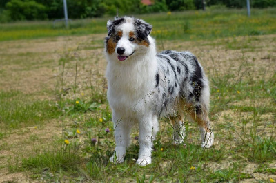 Étalon Berger Australien - Vicomtesse victorine De Mendiburua