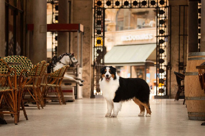 Étalon Berger Australien - CH. Polar teddy bear Dark Secret Garden