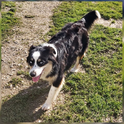 Étalon Berger Australien - Utty-free Des Collines D'Evereven