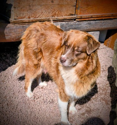 Étalon Berger Australien - Phila del phia du Domaine de Naugigoutte