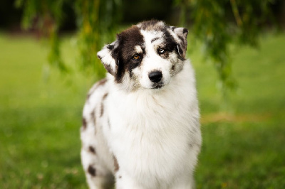 Étalon Berger Australien - Tcha tcha Of Salsa's Stars